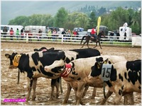 Rodeo Radotín 2013 Autor: Zuzana Hanušová