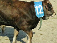 Rodeo Malenice 24.8. 2013